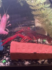 Live scarlet crayfish for sale  Tampa