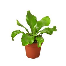 Bird nest nidus for sale  Marshall