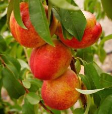 Nectarine tree dwarf for sale  ROCHESTER