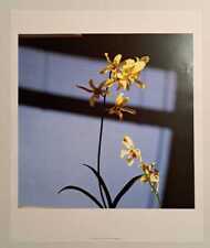 Poster robert mapplethorpe usato  Verbania