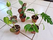 Monstera philodendron set gebraucht kaufen  Königslutter am Elm