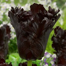Tulip black parrot for sale  UK