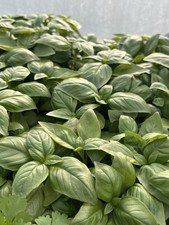 Mixed herb selection for sale  STAFFORD