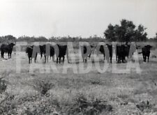 Vintage camargue paesaggio usato  Roma