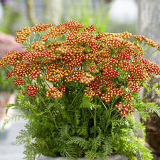 Achillea milly rock for sale  UK