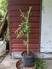 3ft tall golden for sale  BRACKNELL
