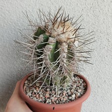 Copiapoa marginata vaso usato  Modena