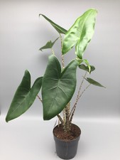 Große alocasia zebrina gebraucht kaufen  Wuppertal