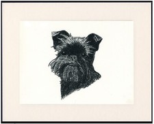Brussels griffon old for sale  COLEFORD