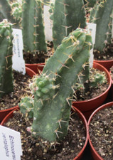 Echinocereus pentalophus appea for sale  BRISTOL