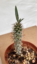 Pachypodium mikea madagascar for sale  LLANTWIT MAJOR