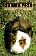 Guinea pigs for sale  Racine