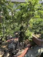 Bonsai tree forest. for sale  Evansville