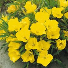 Oenothera macrocarpa evening for sale  HAILSHAM