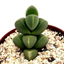 Delosperma lehmannii succulent for sale  LEIGH