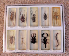 Real life bugs for sale  LEICESTER