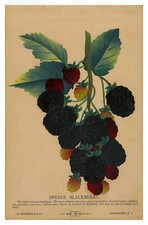 Blackberries seed catalog for sale  Myrtle Beach