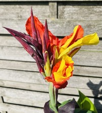 Premium canna cleopatra gebraucht kaufen  Duisburg