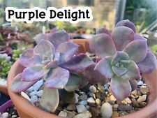 Graptopetalum purple delight for sale  KING'S LYNN