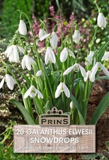 Prins galanthus elwesii for sale  WALSALL