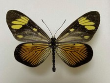 Acraeidae actinote melanisans d'occasion  Expédié en Belgium