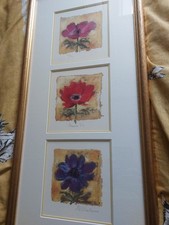 Nel whatmore anemone for sale  BO'NESS