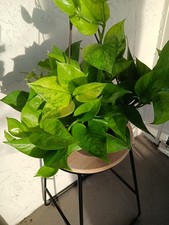 375 jessenia pothos for sale  Lutz