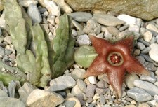 Duvaliandra dioscoridis Socotra  232-2 Huernia Stapelia Orbea Larryleachia na sprzedaż  Wysyłka do Poland