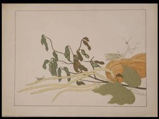Frutta insetti utamaro usato  Spedire a Italy