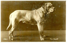 1930s postcard dog for sale  SALISBURY