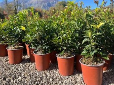 Osmanthus fragrans vaso usato  Civitella Roveto