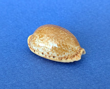 Cypraea spurca beau d'occasion  Nice-