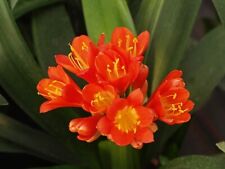 Clivia miniata terracotta for sale  EVESHAM