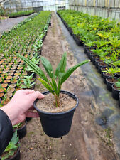 Winterharte hanfpalme trachyca gebraucht kaufen  Kranenburg