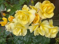 Yellow climbing rose for sale  MANCHESTER