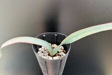 Welwitschia mirabilis rare for sale  Marana