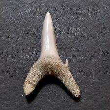 gracilis usato gracilis usato Italia