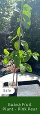 Yrs old guava for sale  EDGWARE