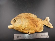 Vintage taxidermy real for sale  West Springfield