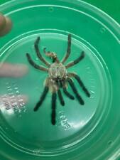 Various tarantula molts for sale  El Monte