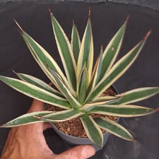 Agave cv. snow usato  Casatenovo