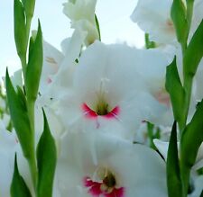 Gladioli nanus white for sale  CRAWLEY