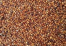 Red milo sorghum for sale  Sodus
