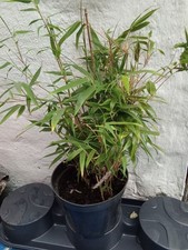 hardy bamboo for sale hardy bamboo for sale BURY