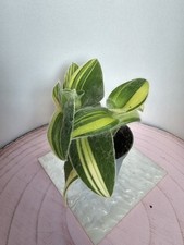 Heavenly hoya tradescantia gebraucht kaufen  Bad Bramstedt