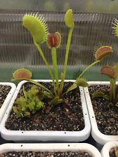 Venus flytrap wip for sale  Chesapeake