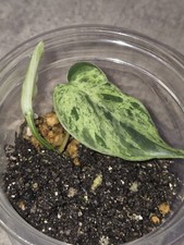 Philodendron verrucosum varieg gebraucht kaufen  Stuttgart