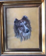 Shetland sheep dog for sale  PERTH