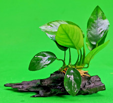 Anubias nana wood for sale  SCUNTHORPE