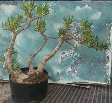 Bonsai trumpet jade for sale  San Marcos